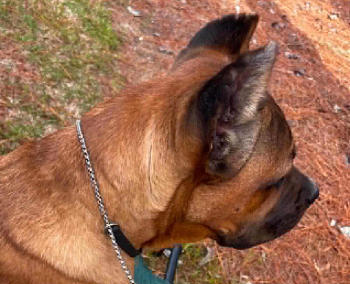 Dog Trainer Certification helps build skills, gain credibility, and create rewarding career opportunities in professional dog training.