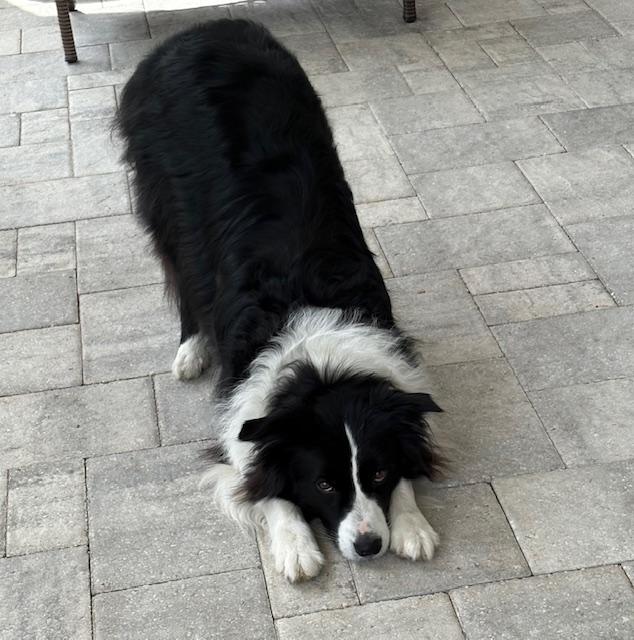 Learn how Best Film Dog Training helps dogs succeed on set by building confidence, reliability, and professional behavior.