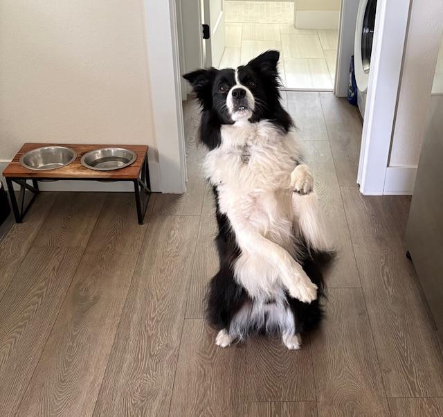 Dog Training Collar Beginner's Guide to Safe and Effective Training