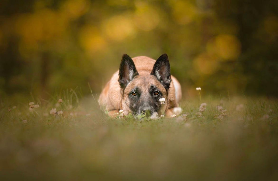Dog Handler Film or TV Shoot: Behind the Scenes of Professional Sets