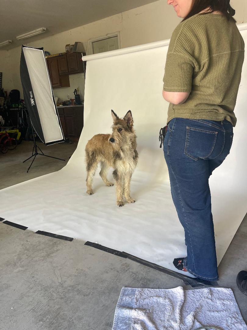 Learn Professional Dog Training techniques to encourage good behavior, better listening skills, and lasting results.