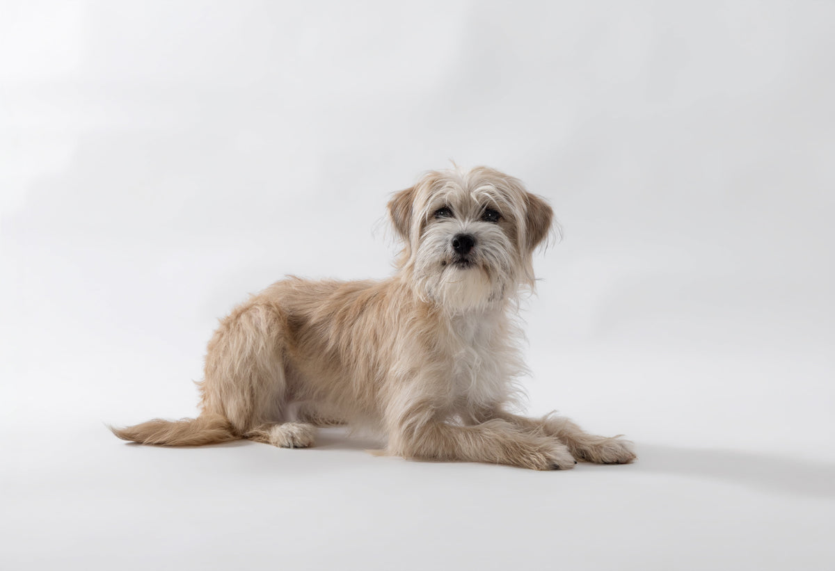 Learn Dog Obedience Training basics with easy commands that help your dog become more obedient, focused, and well behaved.