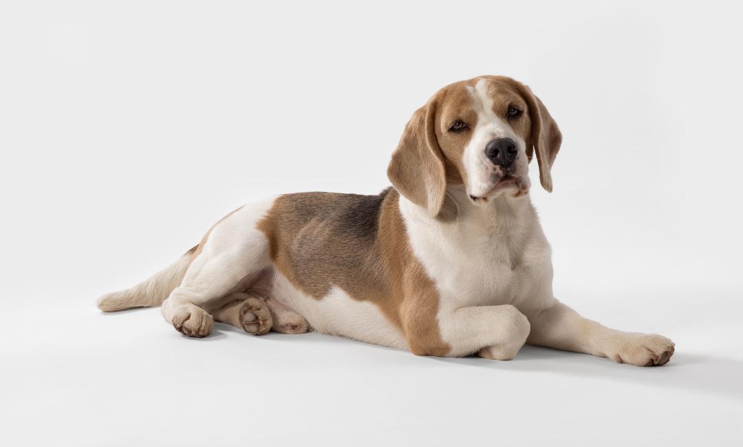 How to Choose the Best Dog Training Collar for Your Dog's Needs