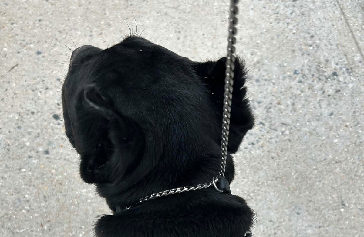 Biothane & Chain Combo Alternative Show Collar - Gentle No-Pull Collar