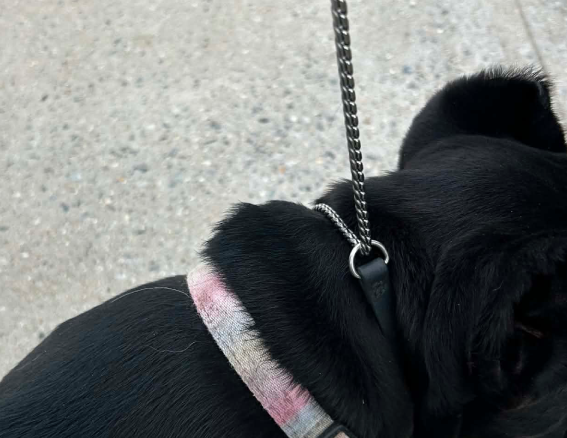 Biothane & Chain Combo Alternative Show Collar - Gentle No-Pull Collar
