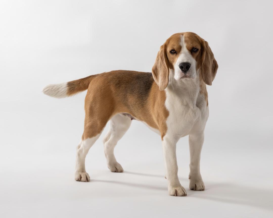 Humane alternative to prong collars - dogs that are trained to sit and stay for film and tv and commercials