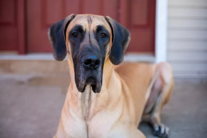 animal actors trained for film and television in atlanta georgia