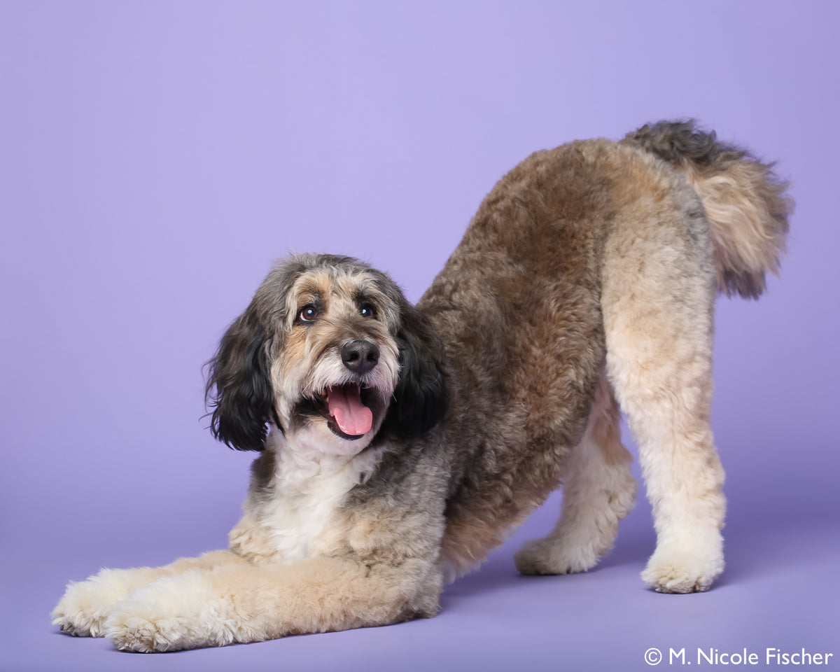 animals supplied and trained for film and tv - Best collar for positive reinforcement training