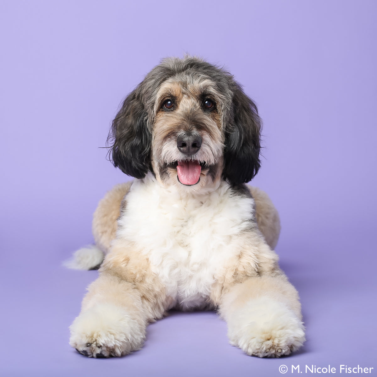 Professional dog trainer recommended collar - dogs supplied and trained for film and television on east coast