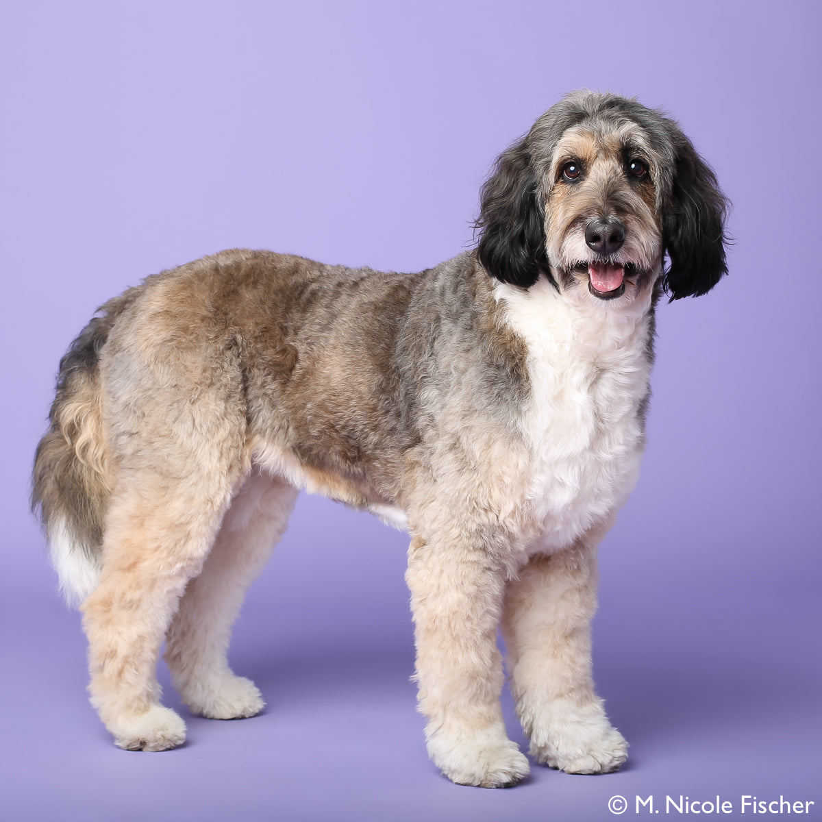 dogs supplied and trained to sit and stay for tv shows in maryland and new york - How to stop a dog from pulling humanely