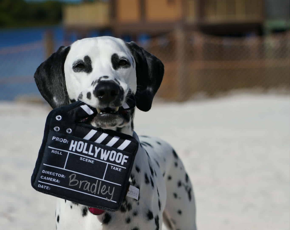 dogs supplied for film and tv 