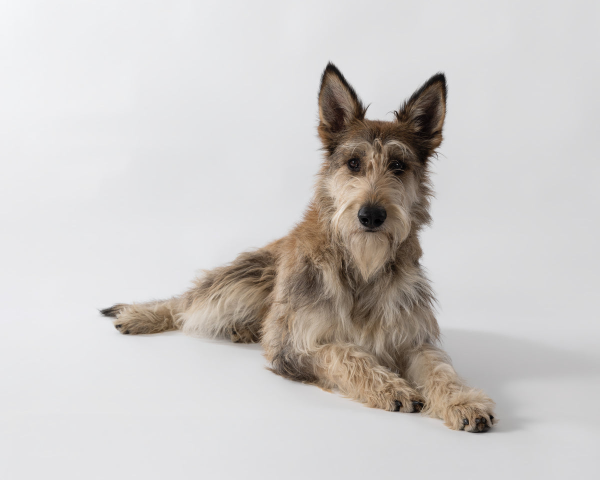 animal handlers are ready to work on the set for film and tv on the east coast.