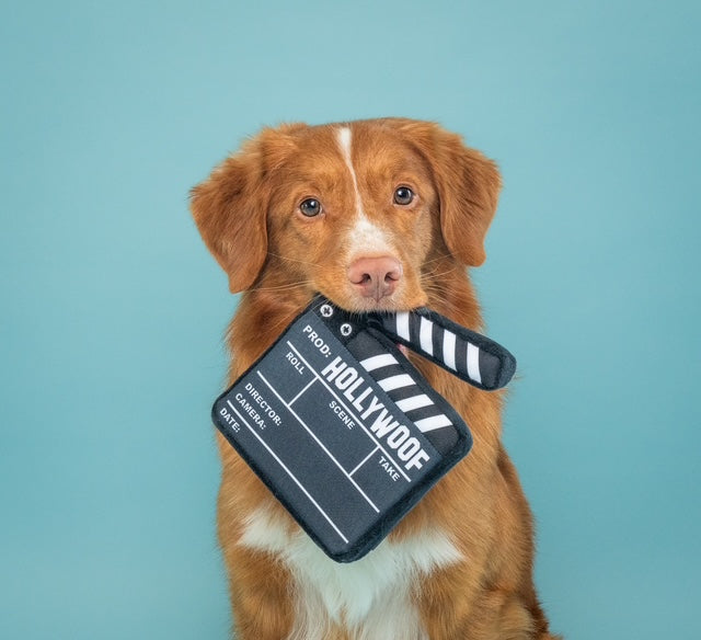 dogs for television productions, commercial animal talent