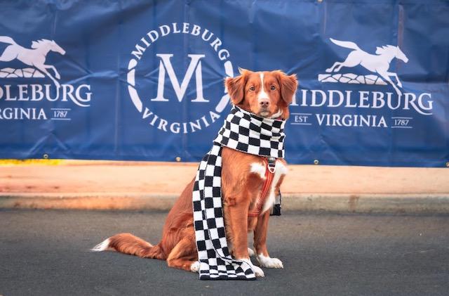 dogs for television productions, commercial animal talent