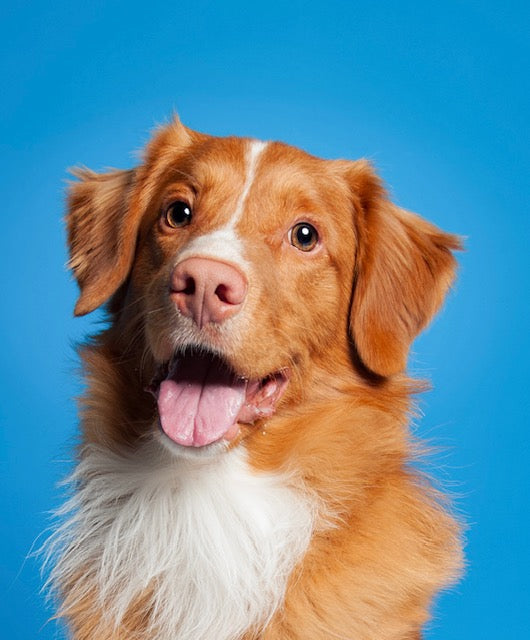 motion picture animal trainer and dogs supplied