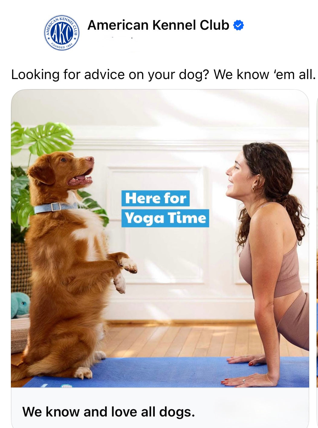 our dog in a still shoot for the AKC