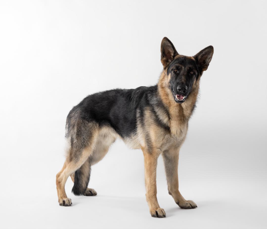german shepherd standing and looking at camera on the set of a commercial