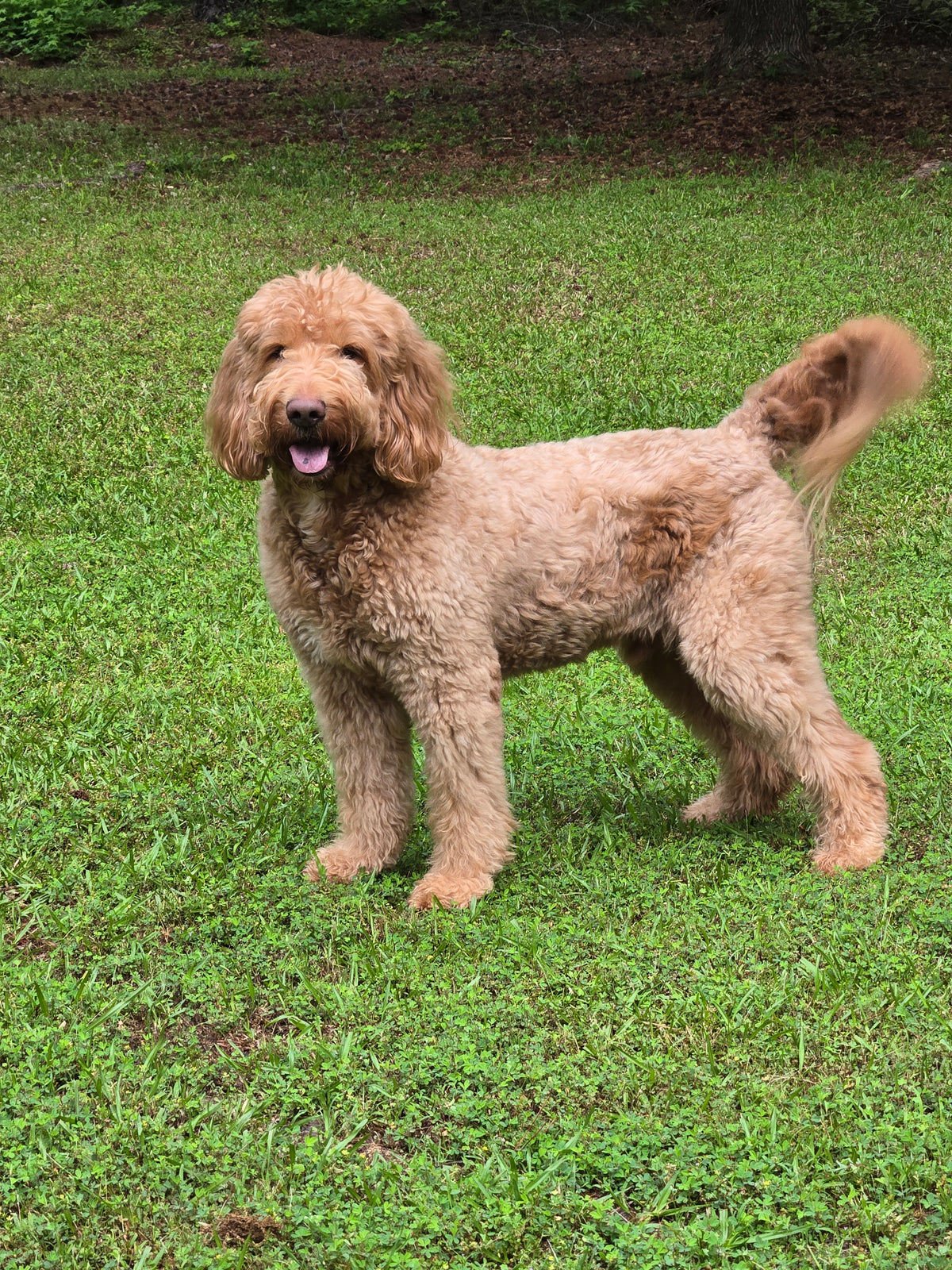 animal handlers are to work on the set for film and tv and commercials on the east coast.