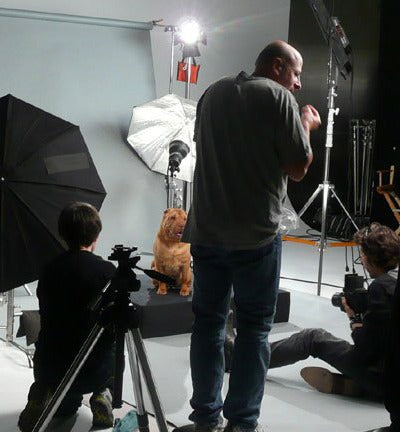 learn how to be a film and tv commercial animal trainer