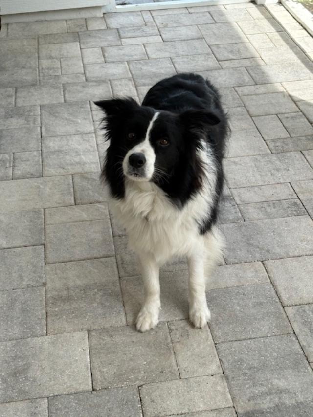 dog trainers for film and tv and commercials on the east coast