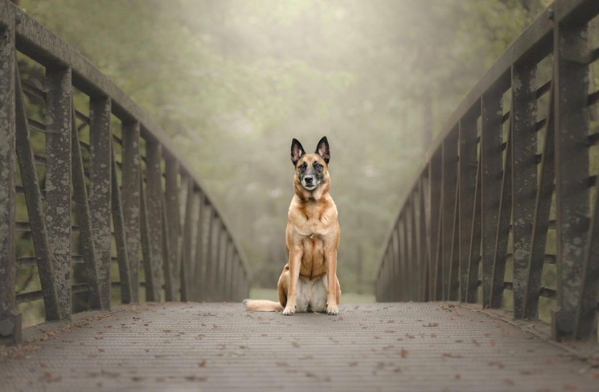 humane alternative to training dogs to stay