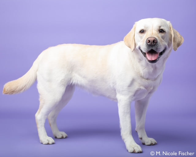 on-set dog handler, motion picture animal trainer, dogs for television productions, commercial animal talent