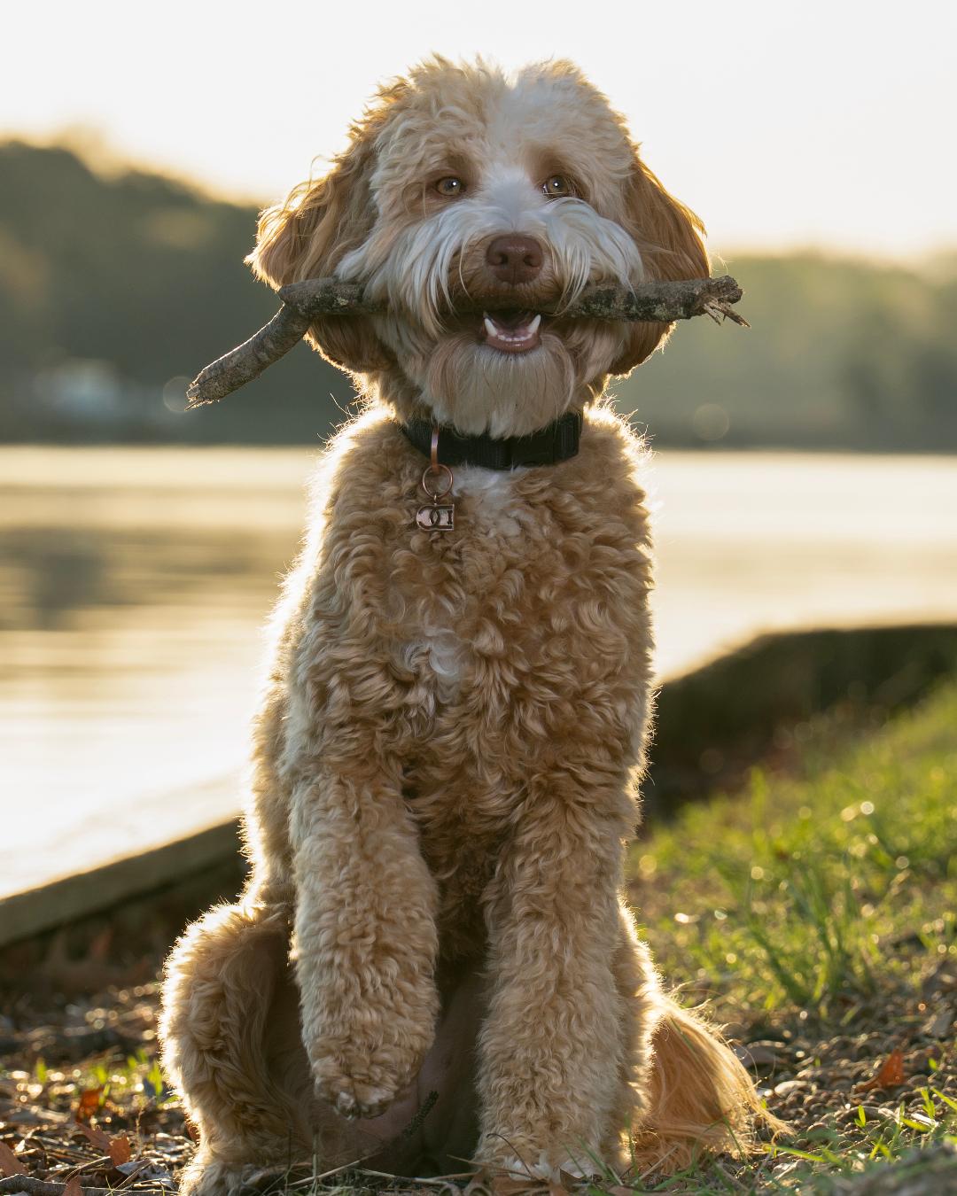 dogs supplied and trained to sit and stay for tv shows in maryland and new york and florida - Gentle no-pull dog collar