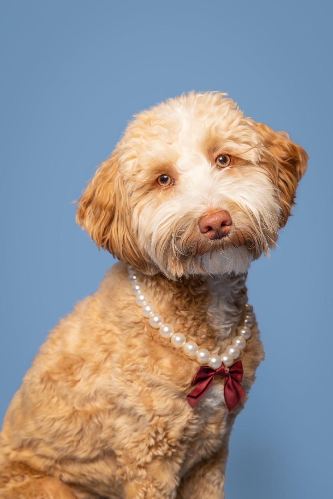 dogs supplied and trained to sit and stay for tv shows in maryland and new york - No-choke training collar