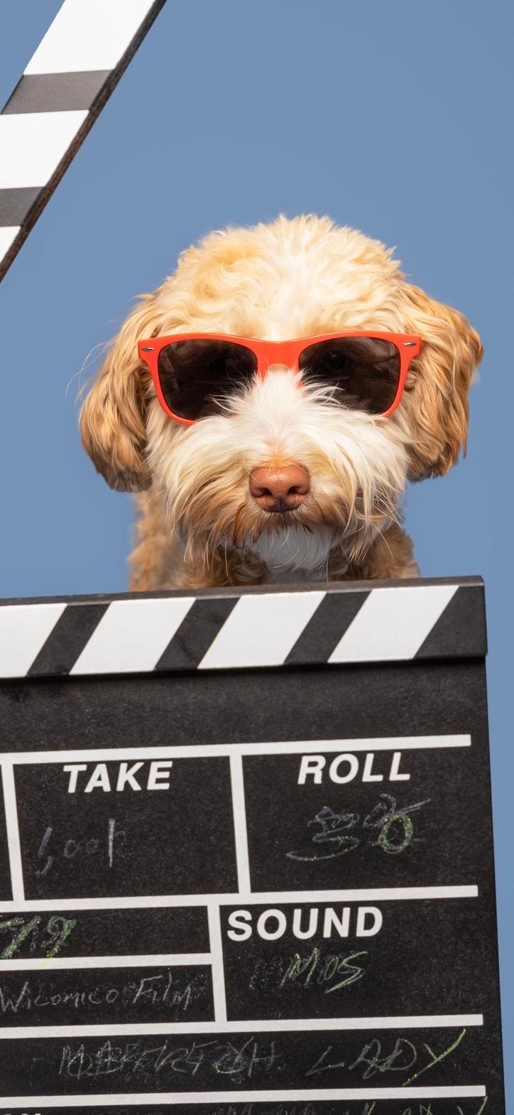 dogs supplied and trained to sit and stay for commercials in maryland and new york - Humane alternative to prong collars