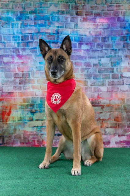 Stop the pull without the pinch. Joel Silverman’s Patented Alternative Training Collar combines the control of a chain with the comfort of leather for humane, effective training