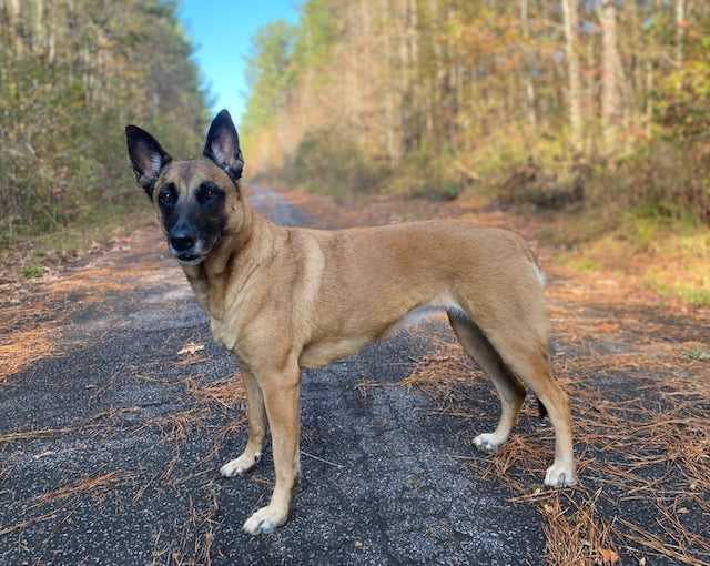 dogs  trained to sit and stay for tv shows in new york and the east coast - Alternative Training Collar