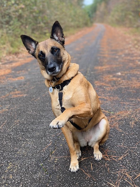dogs supplied for film and tv in atlanta georgia - the alternative training collar for humane corrections