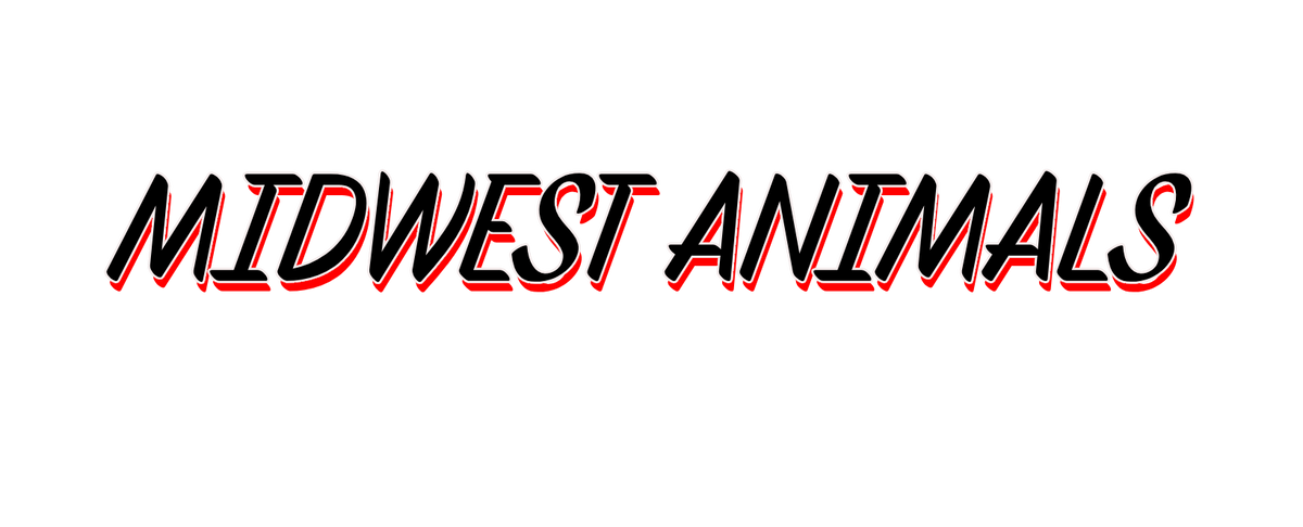Midwest dogs supplied and trained to sit and stay for film tv and commercials