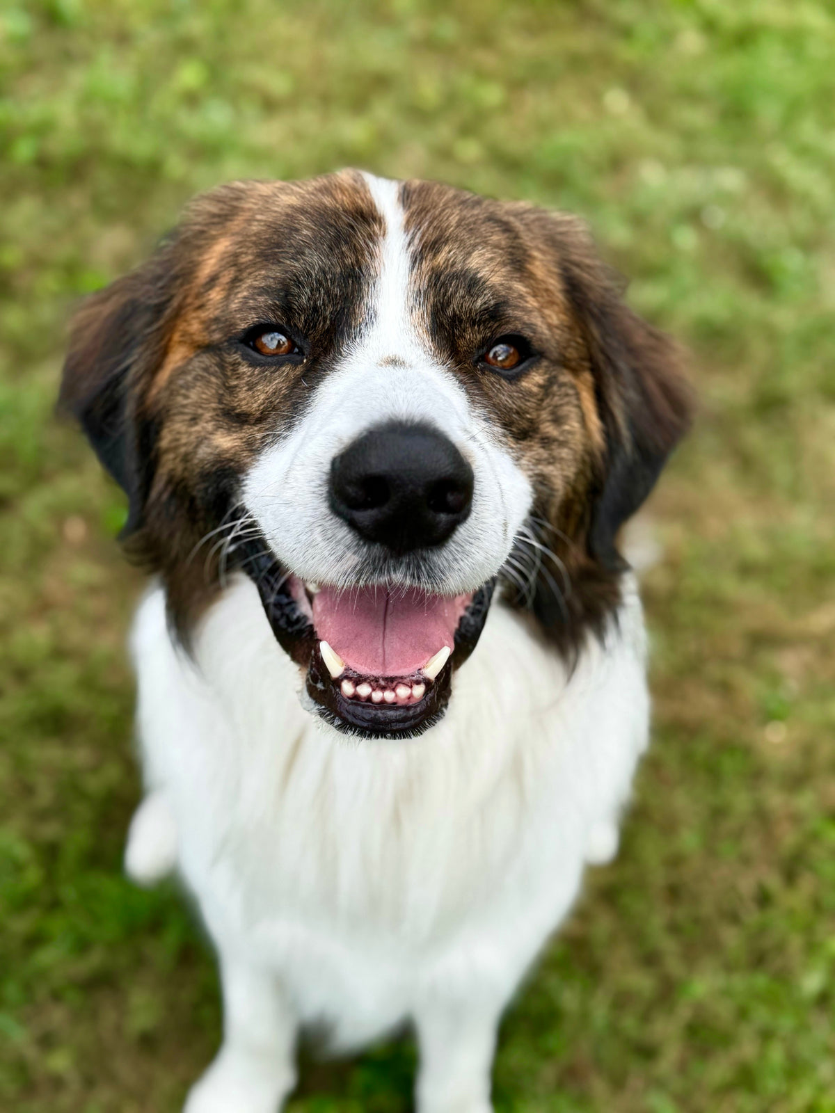 Mixed breed dog trained for commercial animal talent and motion picture animal trainer
