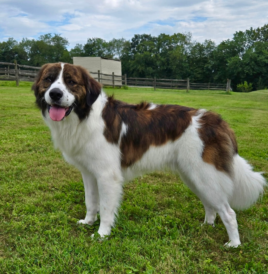Mixed breed dog trained for commercial animal talent and motion picture dog trainer for film