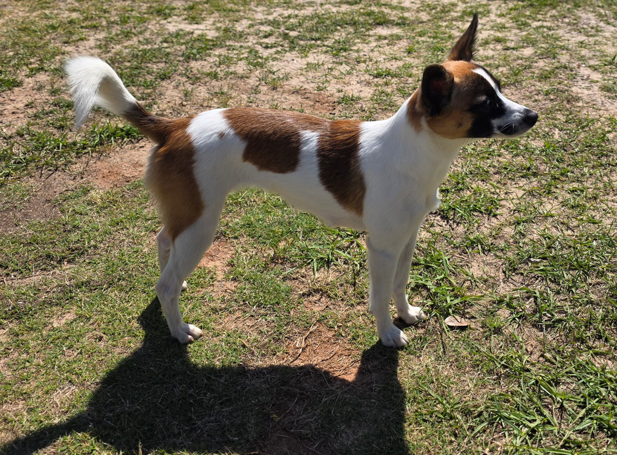 Mixed breed dog trained for commercial animal talent and television productions