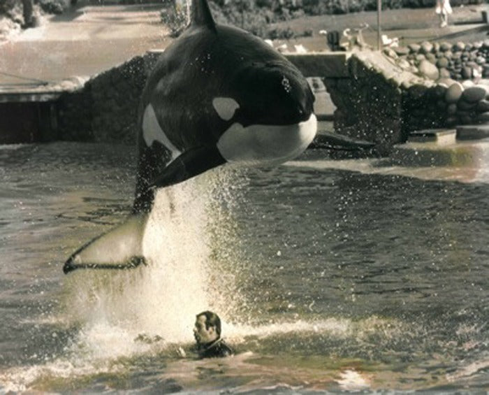 learn how to be a movie animal trainer