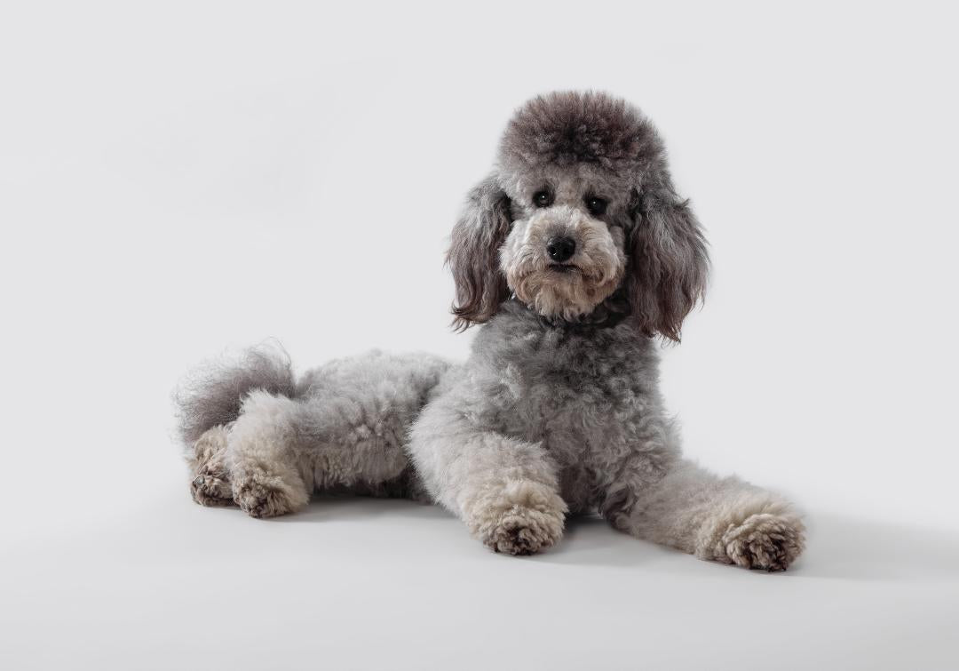 Poodle lying down and staying on the set of a commercial