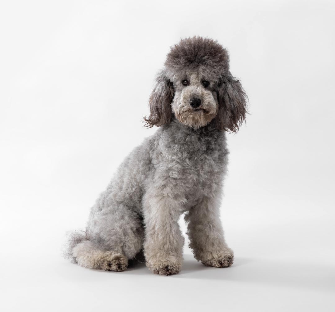 Poodle sitting and staying on the set of a tv show