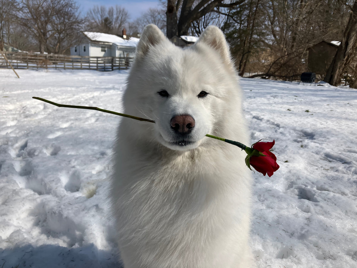 NY animal actors, Atlanta film dog trainers, East Coast and animal wranglers