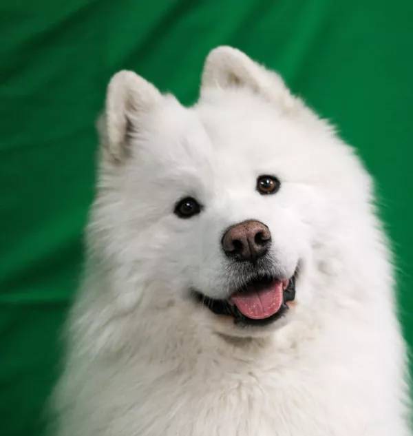 dogs for television productions, commercial animal talent for film, tv and commercials