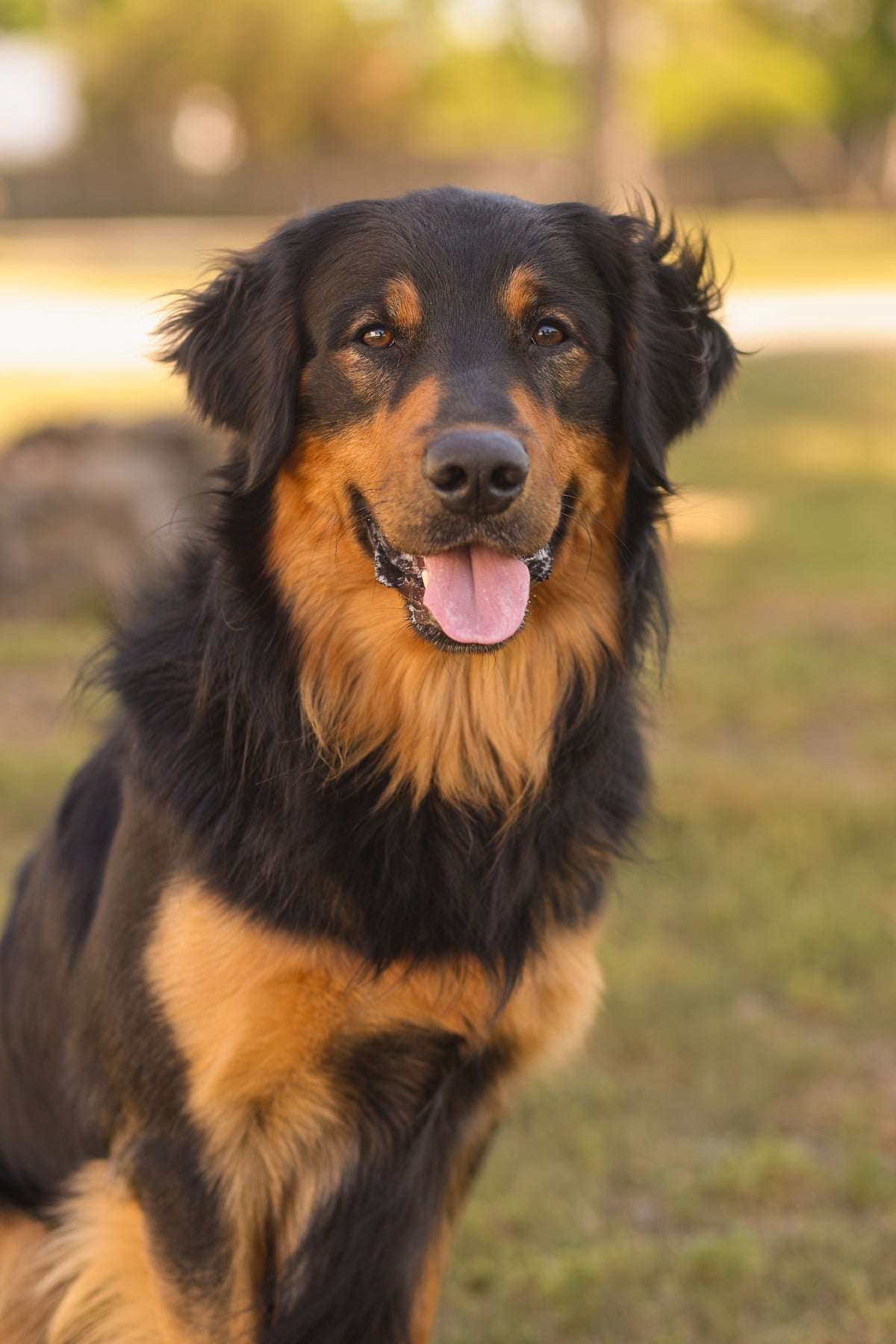 Leather and chain martingale alternative - dogs that are trained to sit and stay for movies and tv and commercials
