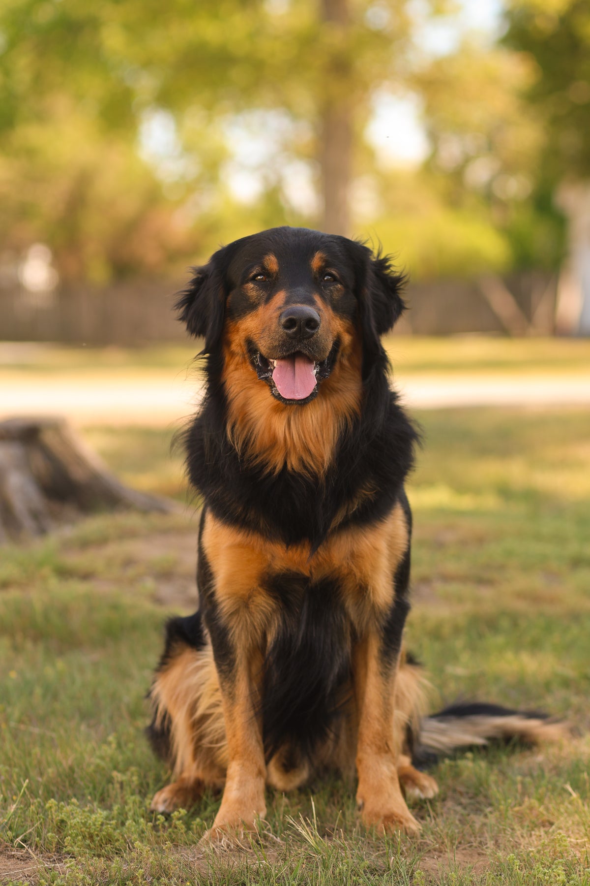 Soft leather training collar for pullers - dogs that are trained to sit and stay for movies and tv and commercials