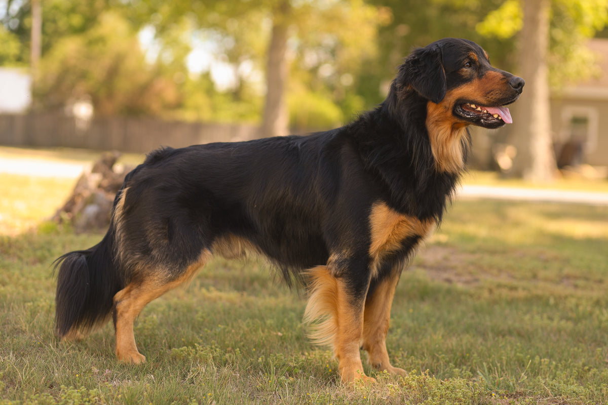 Effective leash manners collar - dogs that are trained to sit and stay on command film and tv and commercials