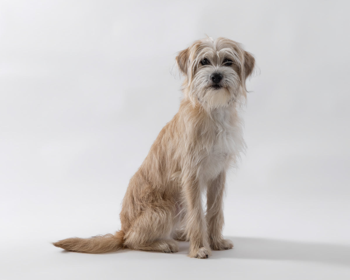 animal handlers to work on the set for film and tv and commercials on the east coast.
