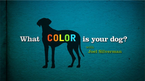 learn how to be a tv animal trainer
