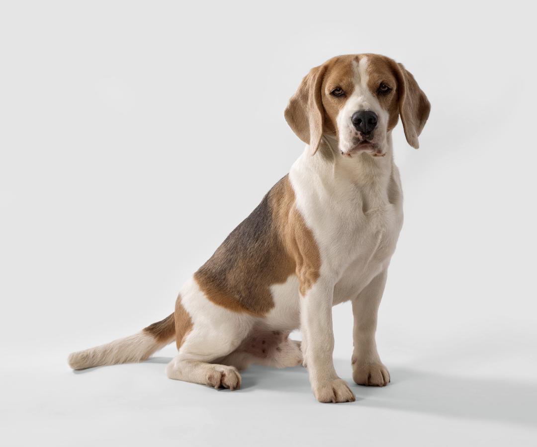 beagle trained to sit and stay for commercial