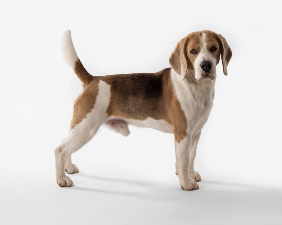 beagle trained to sit and stay for commercial