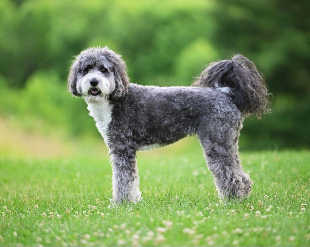 dogs for television productions, commercial animal talent for film