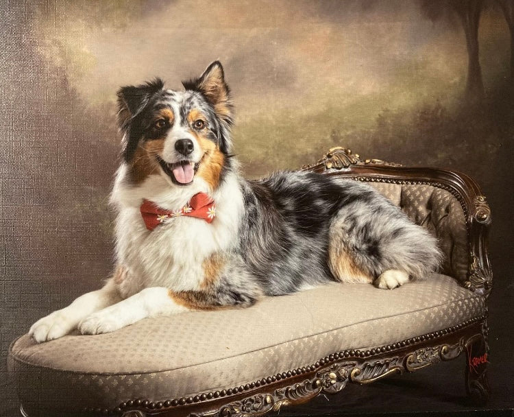 smart dogs trained for film and tv